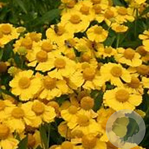 Helenium 'Kugelsonne' GM P9