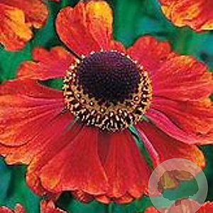 Helenium 'Mahagoni' GM P9