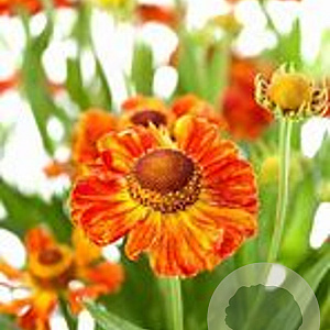Helenium 'Ring of Fire' GM P9