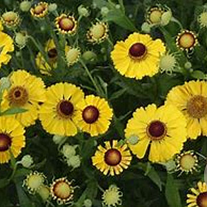 Helenium 'Septembergold' GM P9