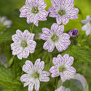 Geranium versicolor GM P9