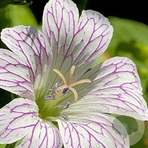Geranium versicolor GM P9