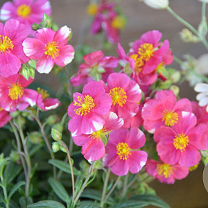 Helianthemum 'Raspberry Ripple' GM P9