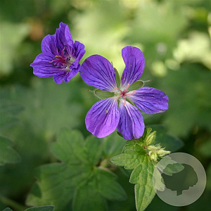 Geranium wlassovianum GM P9