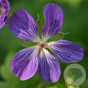 Geranium wlassovianum GM P9