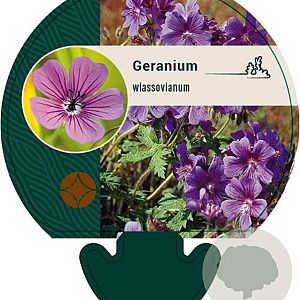 Geranium wlassovianum GM P9