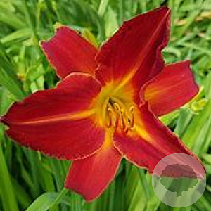 Hemerocallis 'Campfire Embers' GM P9