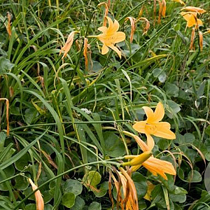 Hemerocallis dumortieri GM P9