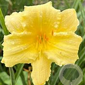 Hemerocallis 'Fragrant Reflection' GM P9