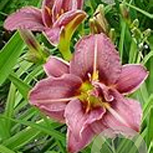 Hemerocallis 'Jockey Club' GM P9
