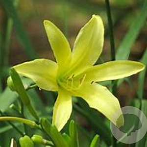 Hemerocallis thunbergii GM P9