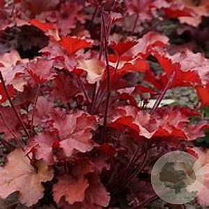 Heuchera 'Carmen' GM P9