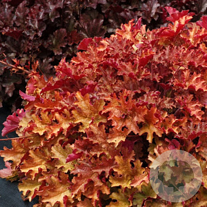 Heuchera 'Ginger Peach' GM P9