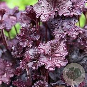 Heuchera 'Melting Fire' GM P9