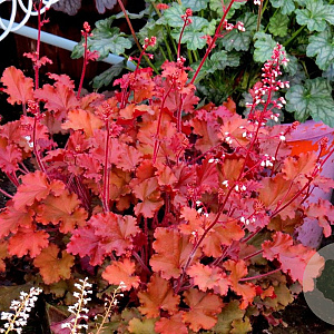 Heuchera 'Peach Crisp' GM P9