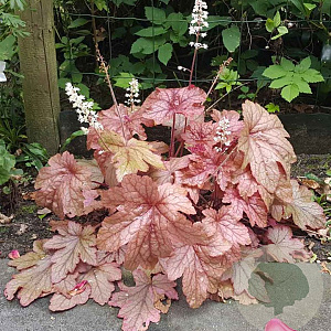 Heucherella Peach Tea GM P9