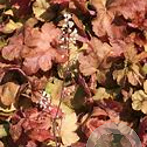 Heucherella 'Redstone Falls' GM P9