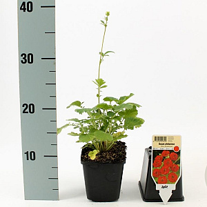 Geum chiloense 'Mrs Bradshaw' GM P9