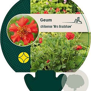 Geum chiloense 'Mrs Bradshaw' GM P9