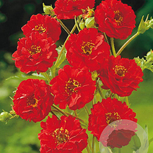 Geum chiloense 'Mrs Bradshaw' GM P9