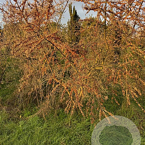 Hippophae rhamnoides 200-250 cm draadkluit struik