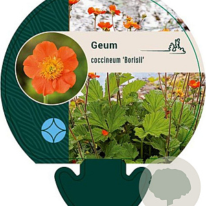 Geum coccineum 'Borisii' GM P9