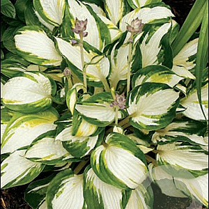 Hosta 'Enterprise' GM P9