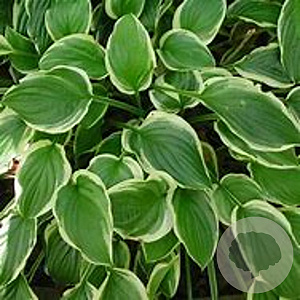Hosta 'So Sweet' GM P9