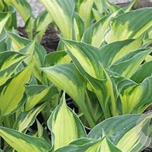 Hosta 'Whirlwind' GM P9
