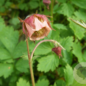 Geum rivale GM P9
