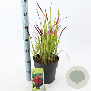 Imperata "Red Baron" 50-70 cm 6,5L