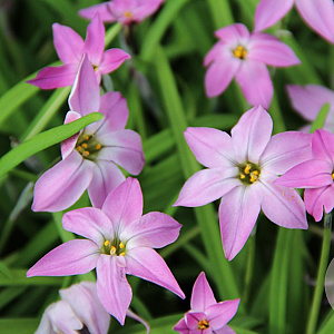Ipheion uniflorum 'Charlotte Bishop' GM P9