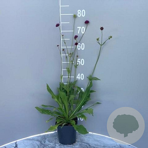 Knautia macedonica GM 2,0L