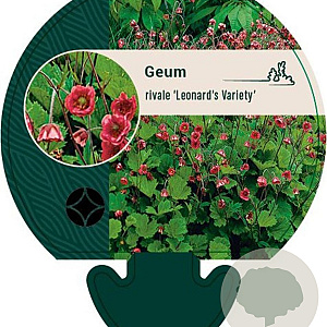 Geum rivale 'Leonard's Variety' GM P9