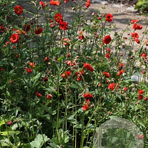 Geum 'Rubin' GM P9