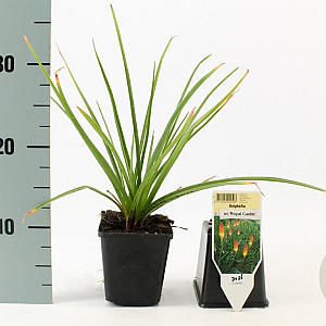 Kniphofia 'Royal Castle' GM P9