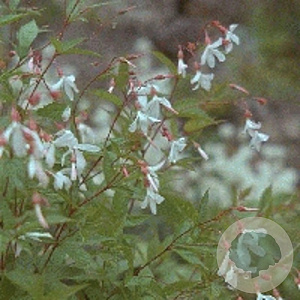 Gillenia trifoliata GM P9