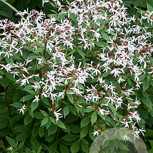 Gillenia trifoliata GM P9