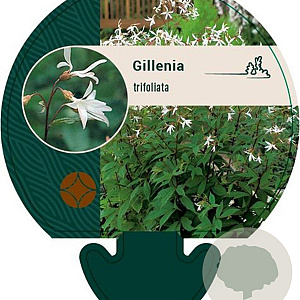 Gillenia trifoliata GM P9