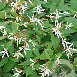 Gillenia trifoliata GM P9