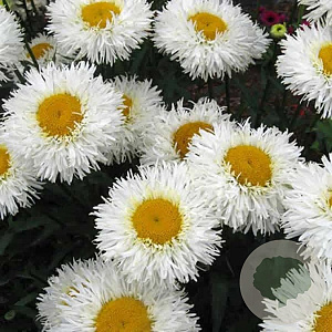 Leucanthemum (S) 'Real Galaxy' GM P9