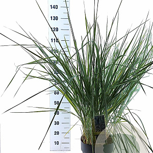 Leymus arenarius 'Blue Dune' 30-40 cm 12L