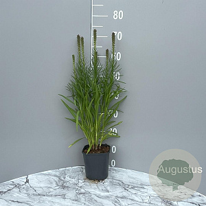 Liatris spicata 'Kobold' GM 2,0L