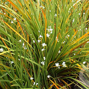 Libertia ixioides GM P9
