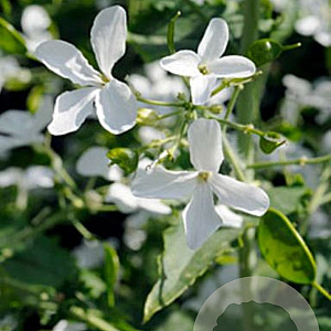 Lunaria annua 'Albiflora' GM P9
