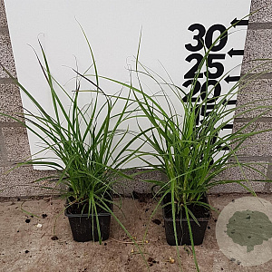 Luzula nivea plantgoed P9