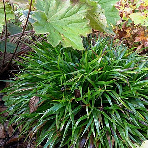 Luzula pilosa 'Grünfink' GM P9