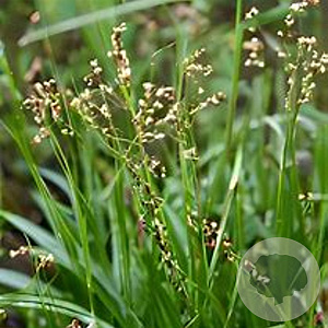 Luzula sylvatica 'Galgenveld' GM P9