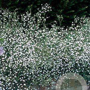 Gypsophila paniculata GM P9