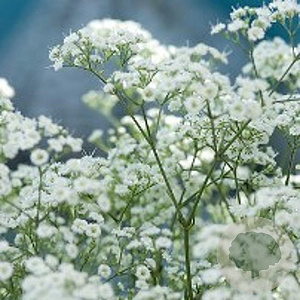 Gypsophila paniculata GM P9